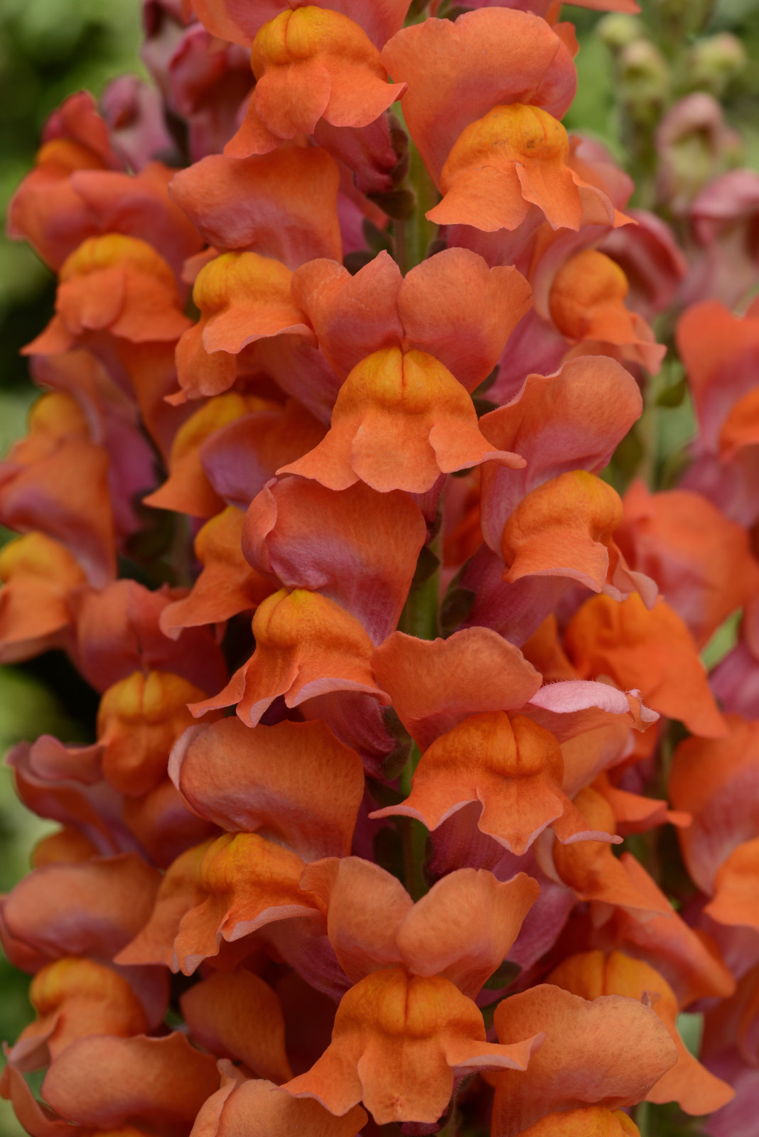 snapdragon_maryland_dark_orange.jpg