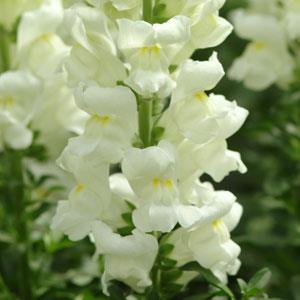 snapdragon_maryland_ivory_white.jpg