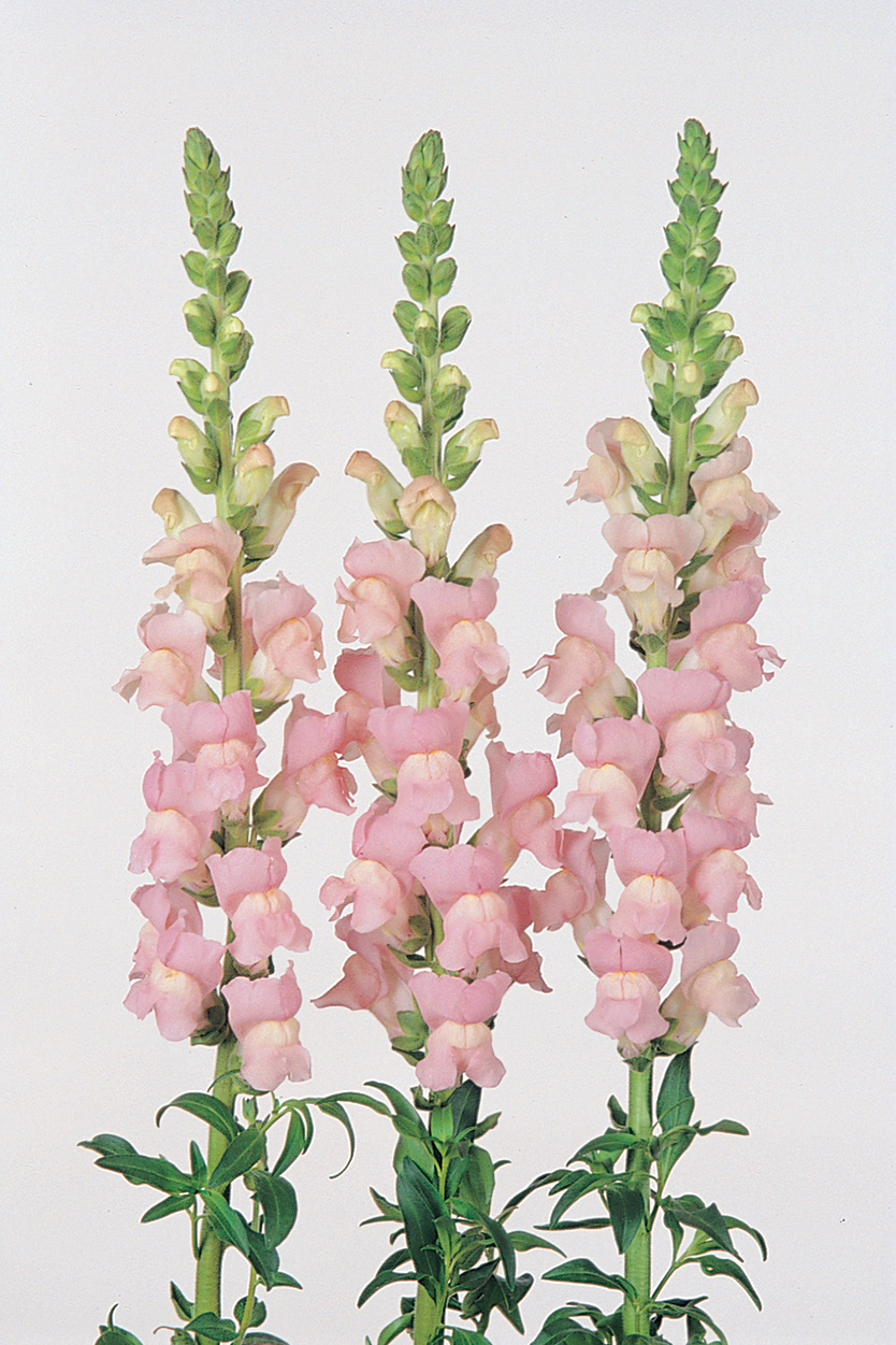 snapdragon_maryland_shell_pink.jpg