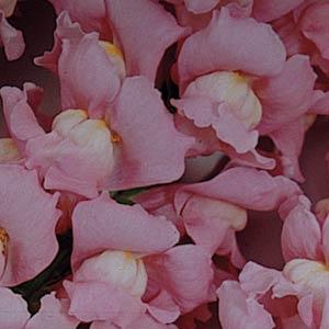 snapdragon_maryland_true_pink.jpg