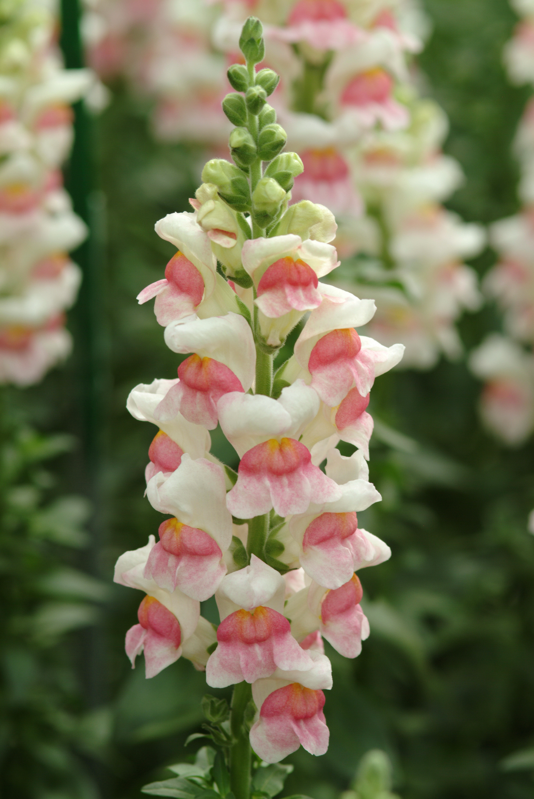 snapdragon_potomac_appleblossom.jpg