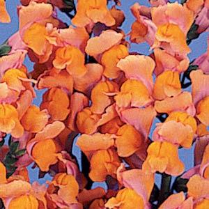 snapdragon_potomac_dark_orange.jpg
