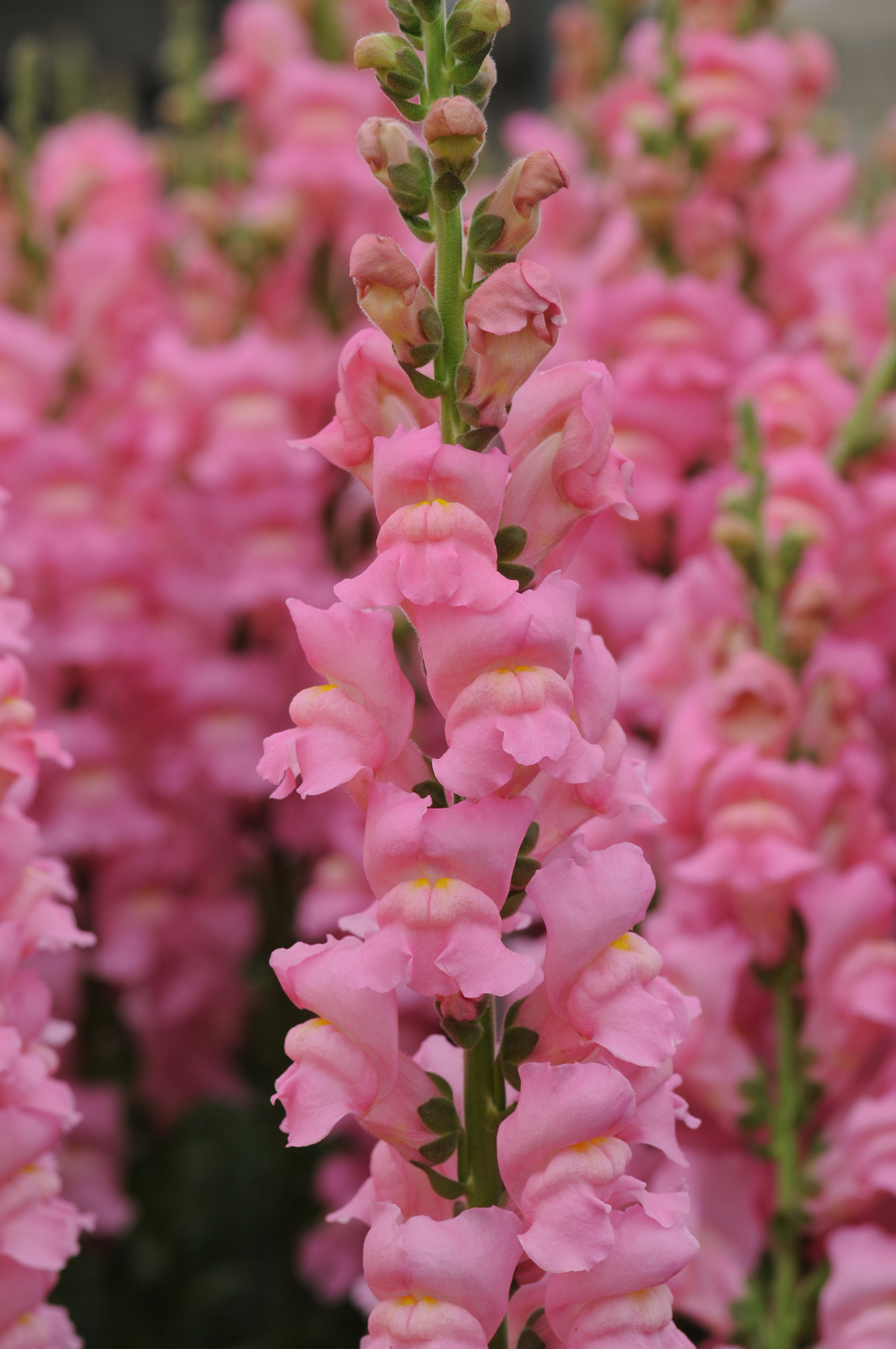 snapdragon_potomac_early_pink.jpg