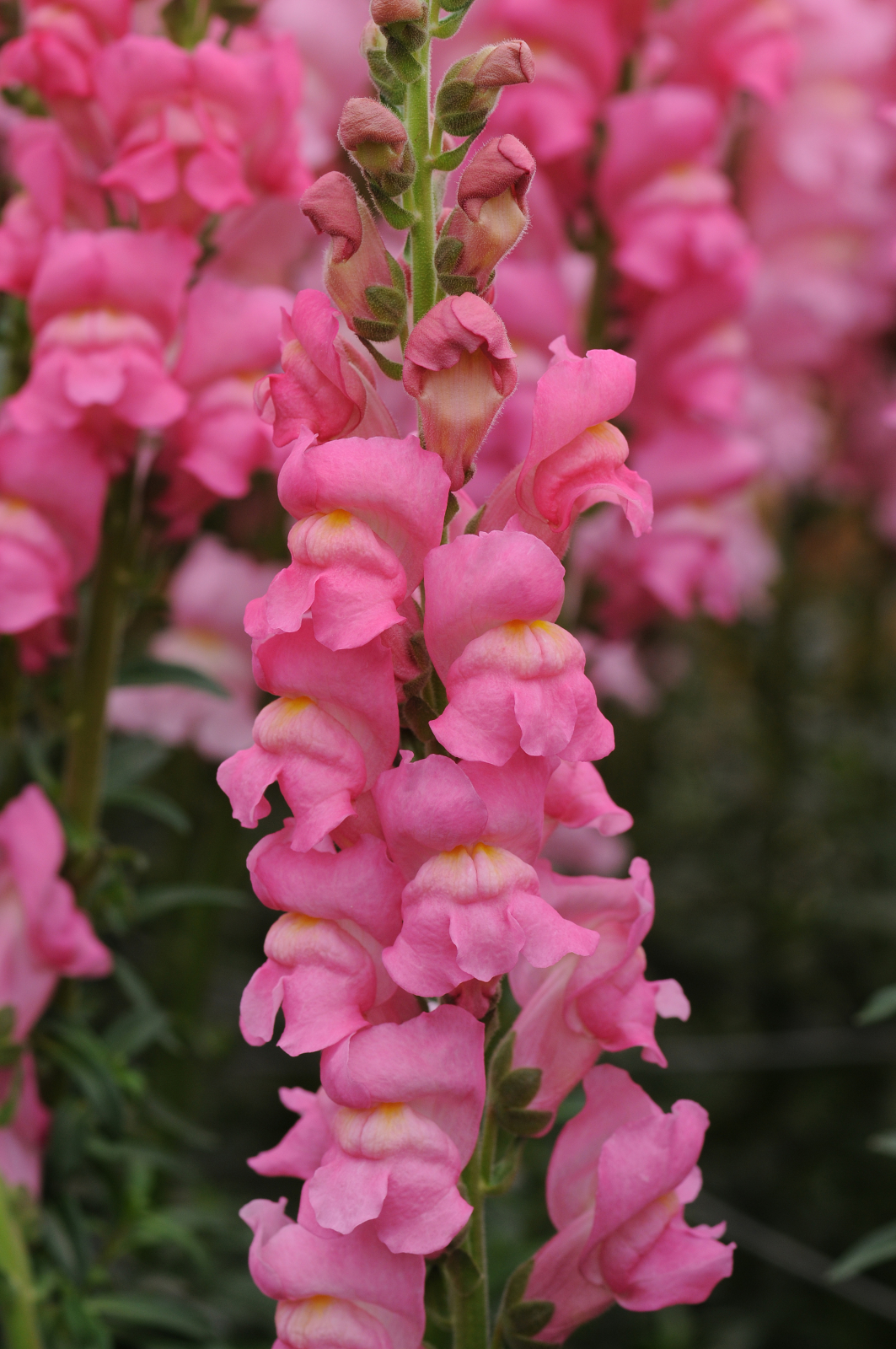 snapdragon_potomac_early_rose.jpg