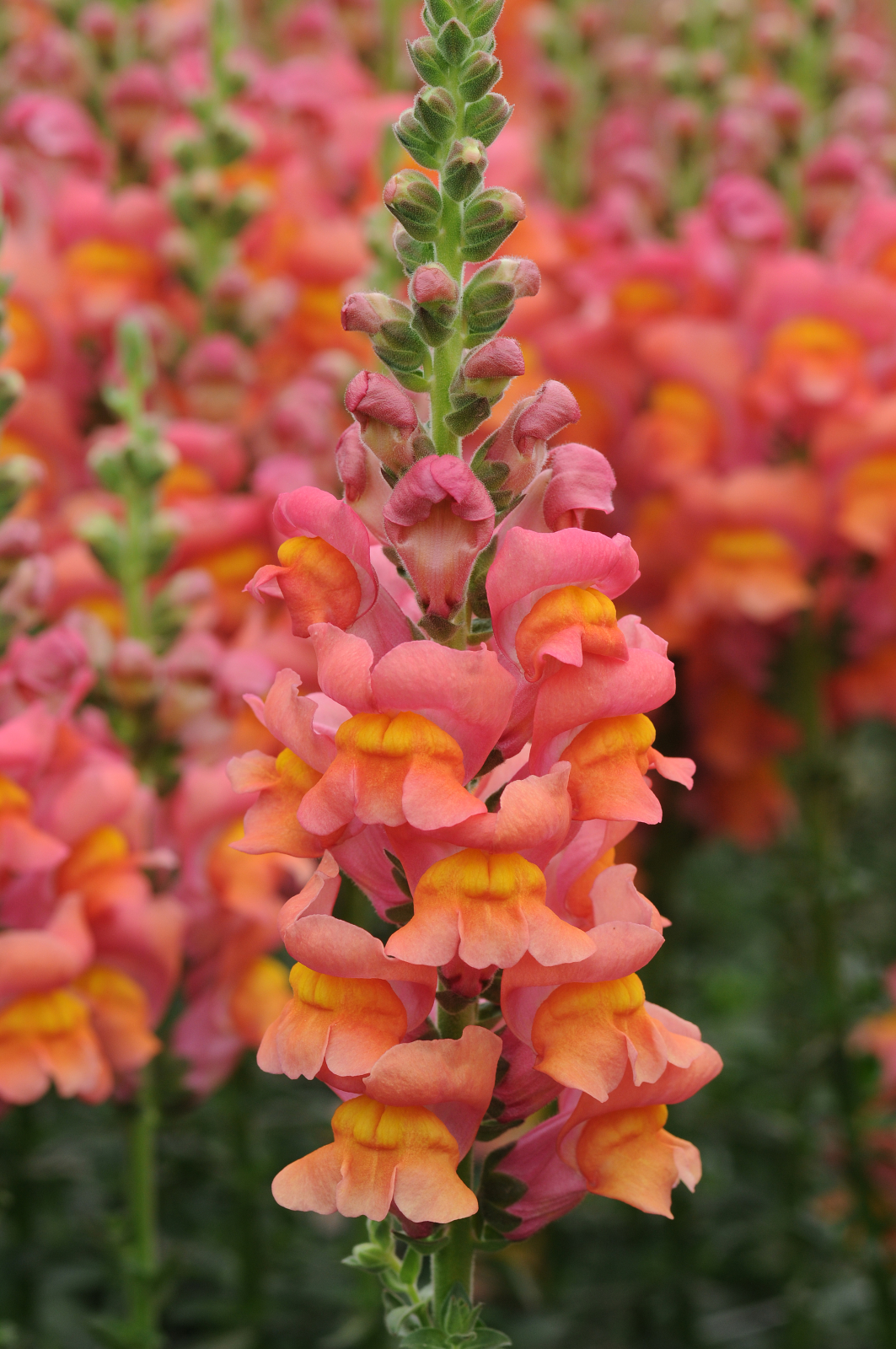 snapdragon_potomac_orange.jpg