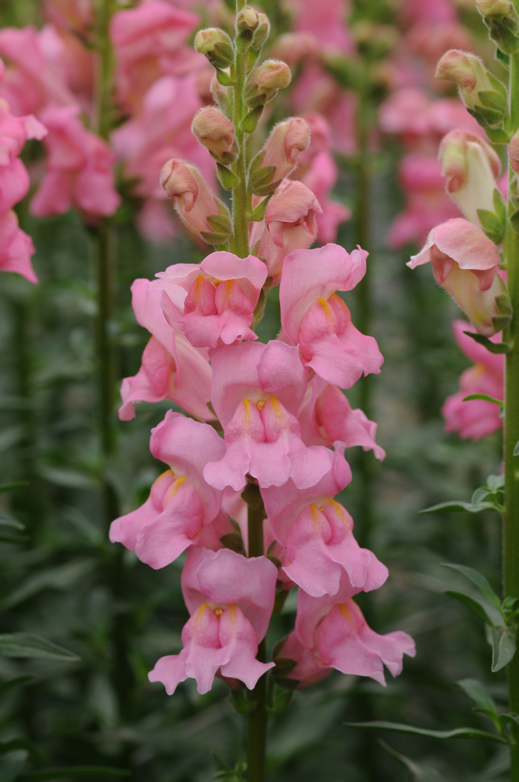 snapdragon_potomac_pink.jpg