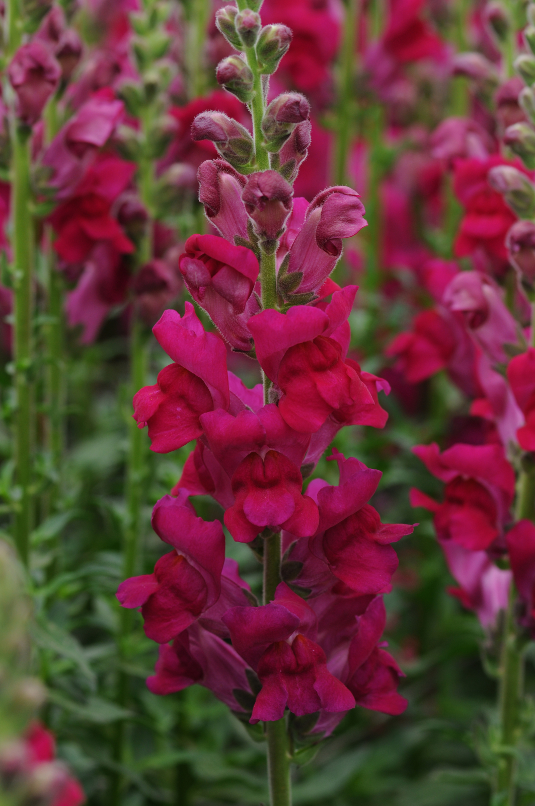 snapdragon_potomac_royal.jpg