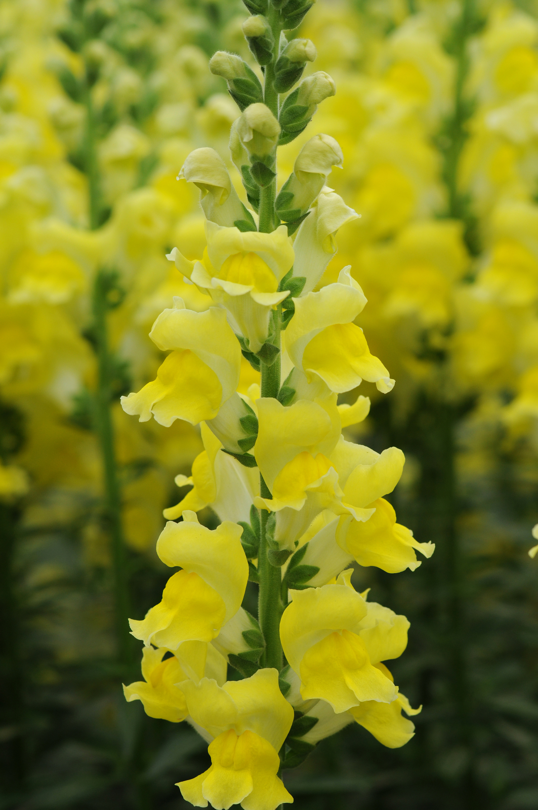 snapdragon_potomac_yellow.jpg