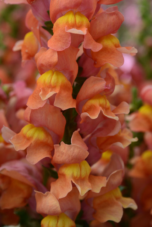 Snapdragon Antirrhinum majus (Papuľka väčšia, k rezu a do záhrady) Rocket Series F1 Bronze 1000 semien