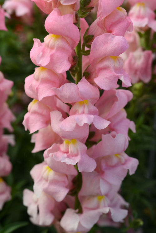 Snapdragon Antirrhinum majus (Papuľka väčšia, k rezu a do záhrady) Rocket Series F1 Pink 1000 semien