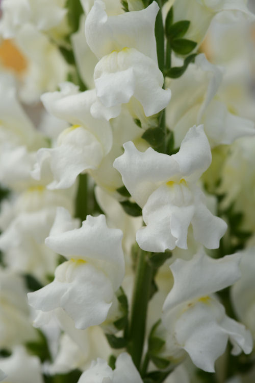 Snapdragon Antirrhinum majus (Papuľka väčšia, k rezu a do záhrady) Rocket Series F1 White 1000 semien