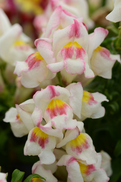Snapdragon Antirrhinum majus (Papuľka trpazlíčia) Snapshot Series F1 Appleblossom 1000 semien