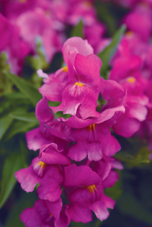 Snapdragon Antirrhinum majus (Papuľka trpazlíčia) Snapshot Series F1 Purple 1000 semien