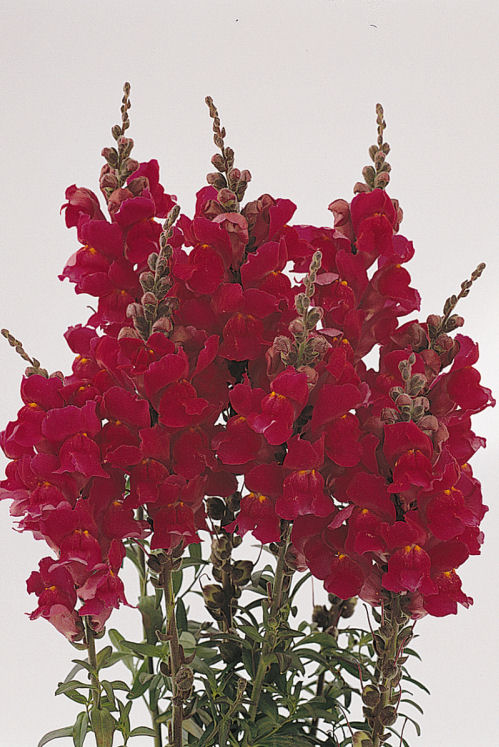 Snapdragon Antirrhinum majus (Papuľka trpazlíčia) Snapshot Series F1 Burgundy 1000 semien