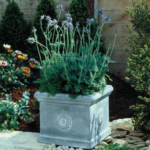 Lavendula multifida Spanish Eyes 10 semien