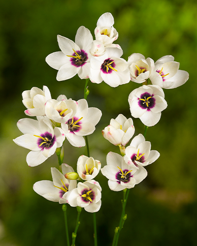 IXIA SPOTLIGHT 100 ks