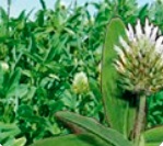 Ďatelina kostrbatá, Trifolium squarrosum 5 kg