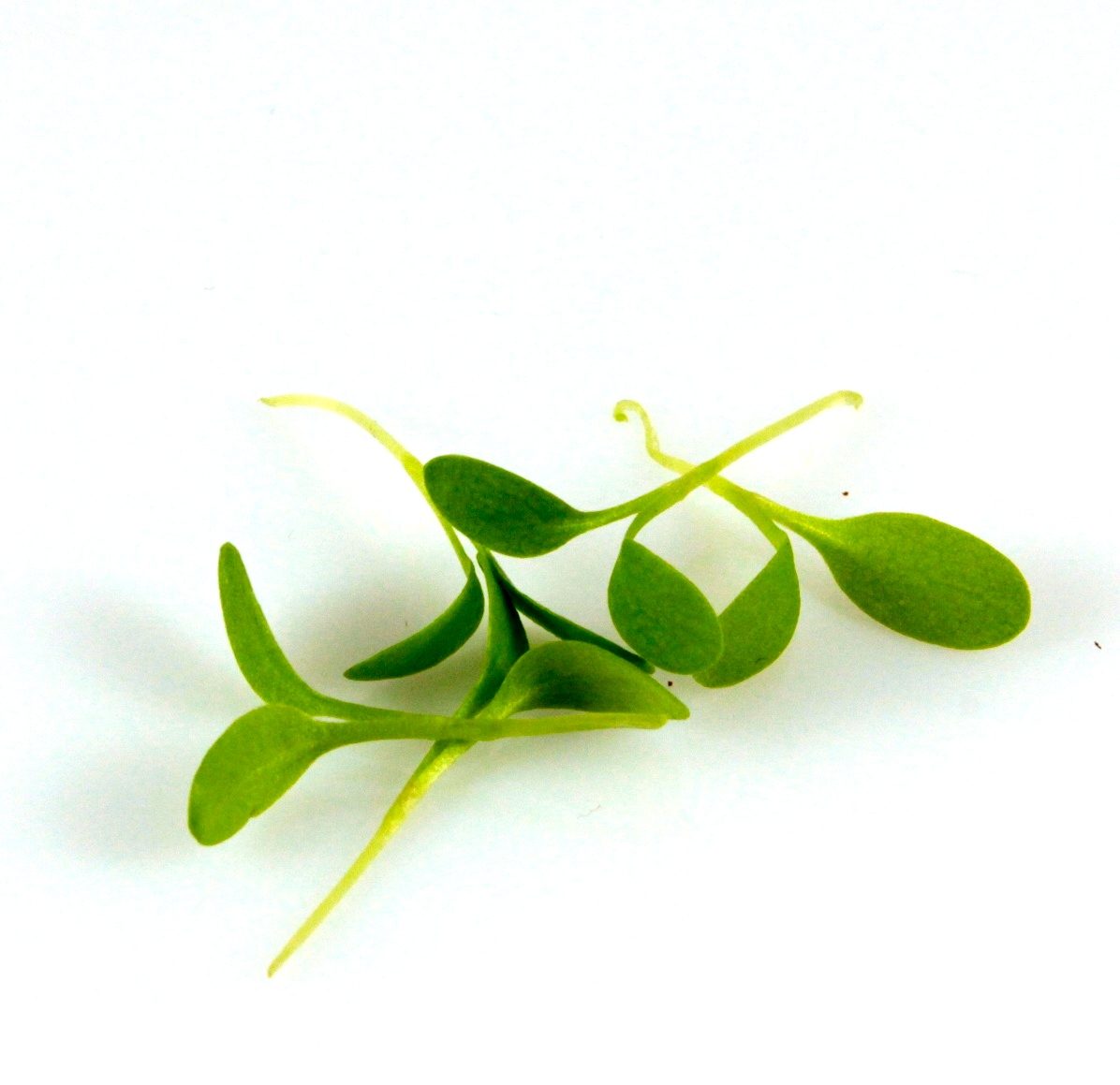 Šťavel semená na mikrozeleninu 100 g