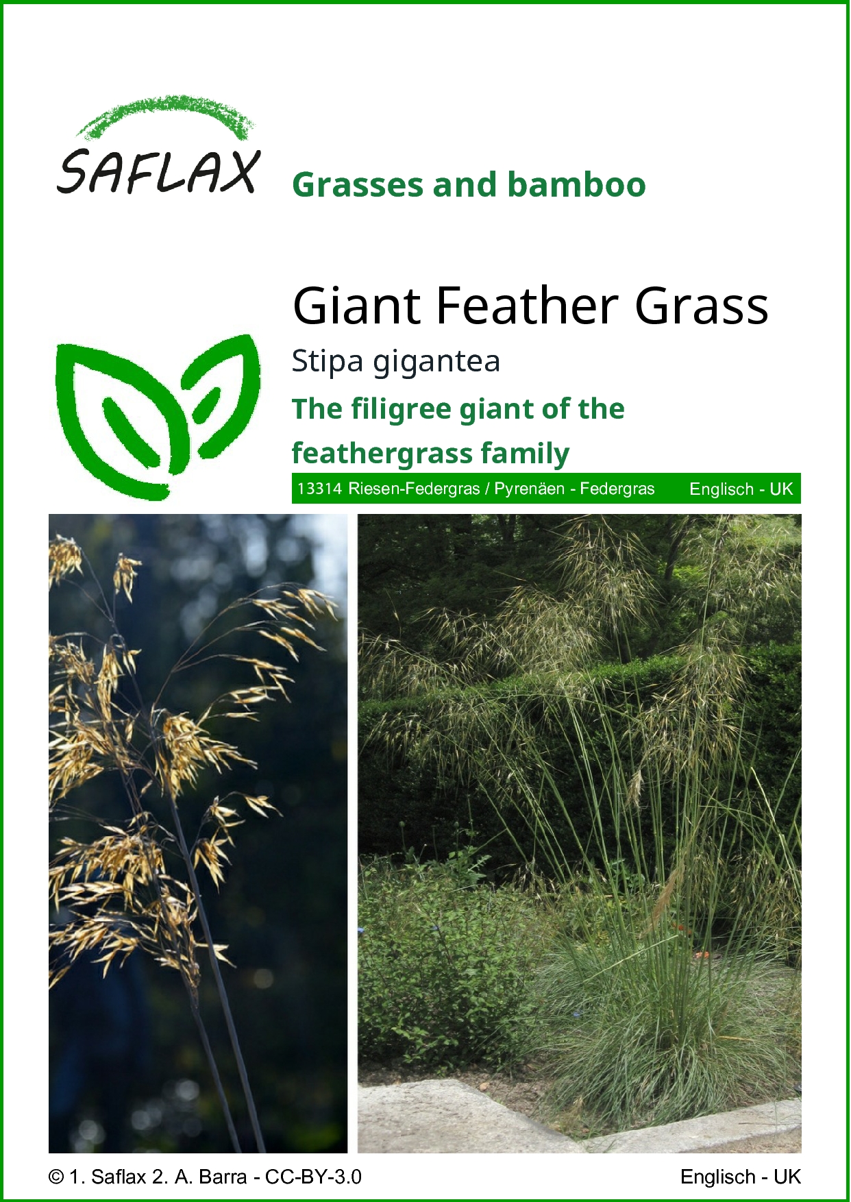 Stipa gigantea, Kavyľ obrovský cca. 10 semien