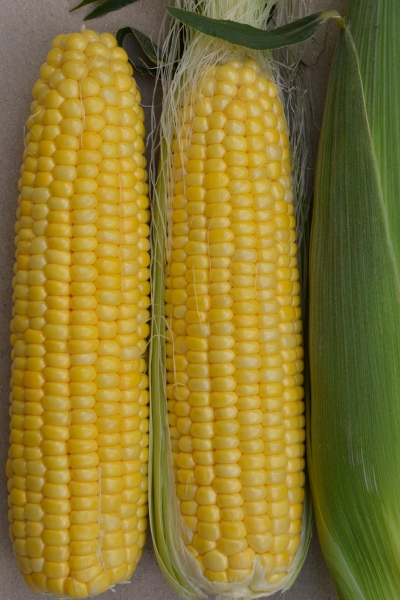 Kukurica cukrová, supersladká SV1446SD F1 25g