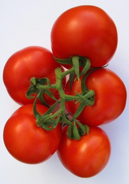 Rajčiak indeterminantný Syrio F1 cca 50 semien