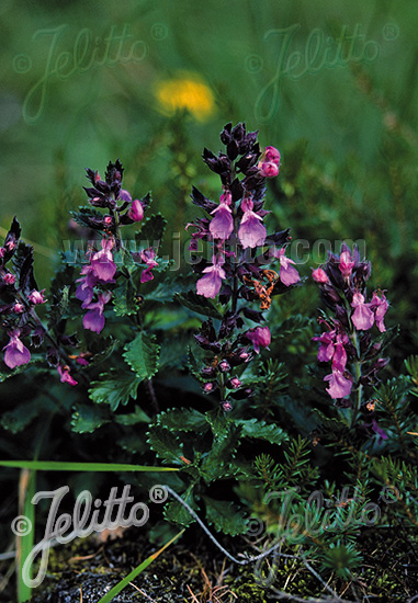 TEUCRIUM chamaedrys, Hrdobarka obyčajná Cca 20 semien