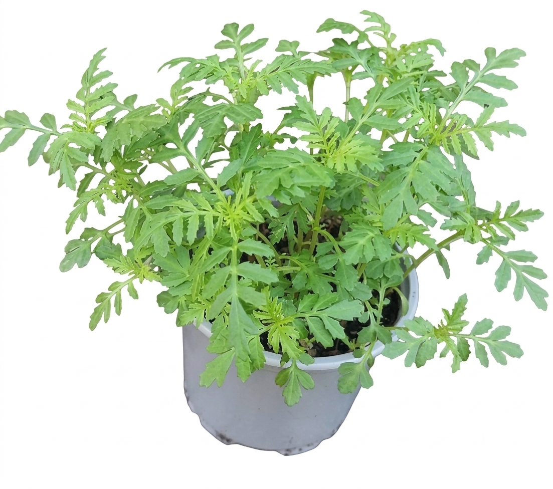 Tagetes citrónový tenuifolia Lemon Gem 50 g