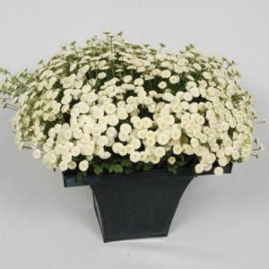 tanacetum_vegmo_snowball_extra_2.jpg