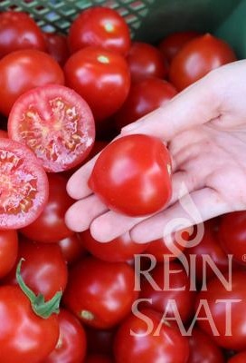 Rajčiak indeterminantný Ruthje BIO 20 semien