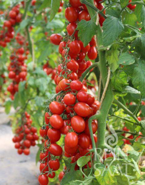 Rajčiak indeterminantný MiriMiri BIO 10 semien