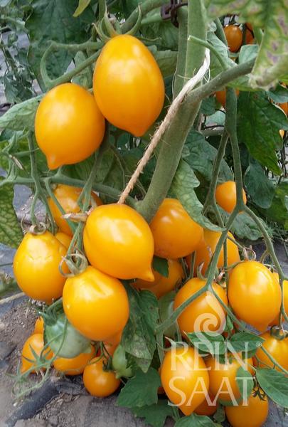 Rajčiak indeterminantný Citrina BIO 35 semien