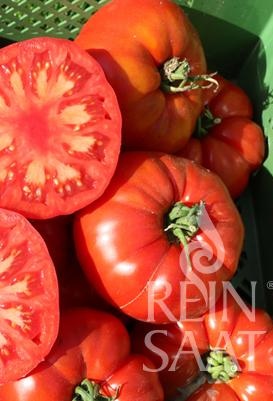 Rajčiak polovysoký BIO mäsitý Raf 25 semien
