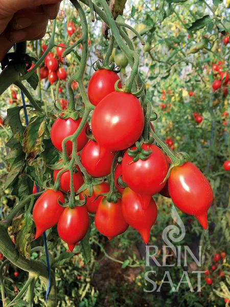 Rajčiak indeterminantný Pantelli BIO 20 semien