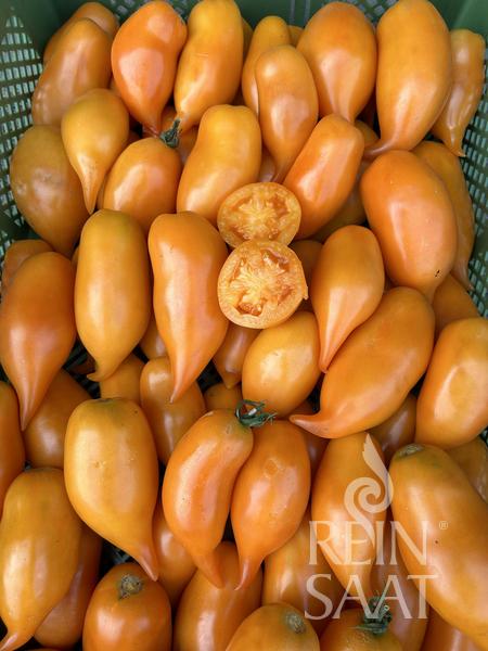 Rajčiak indeterminantný Buratino BIO 20 semien