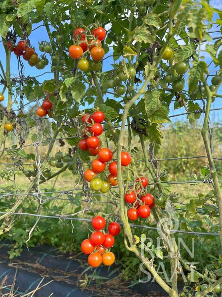 Rajčiak indeterminantný Nagaland BIO 20 semien