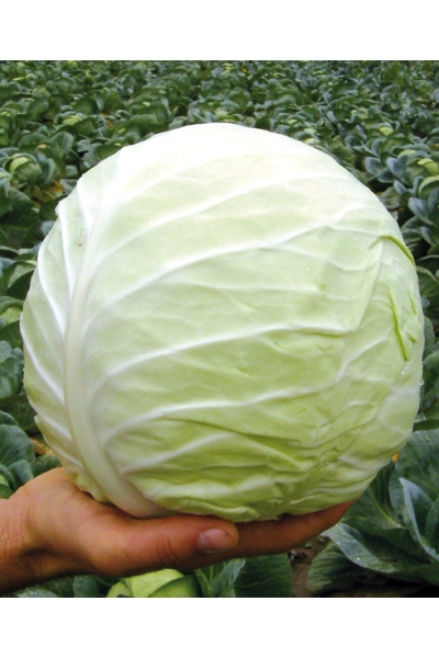 Kapusta biela, hybridná, priemyselná Tobia F1 2500 semien