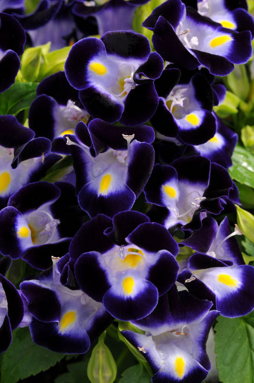 Torenia fournieri Kauai Series Deep Blue 1000 semien