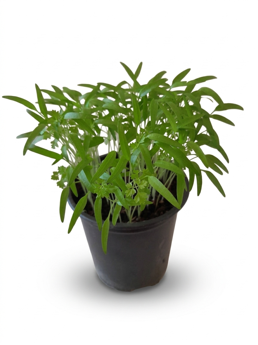 Trebuľka Anthriscus cerefolium Chervil 1 kg