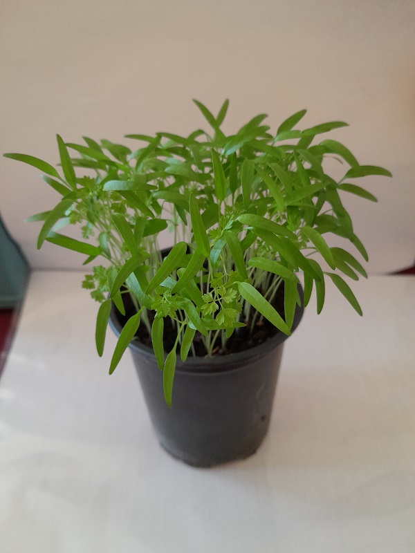 Trebuľka Anthriscus cerefolium Chervil 1 kg