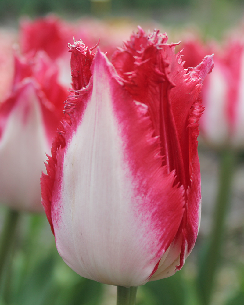 cibuľky tulipánov Holland Chic