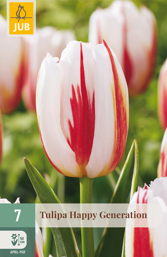 cibuľky tulipánov Happy Generation