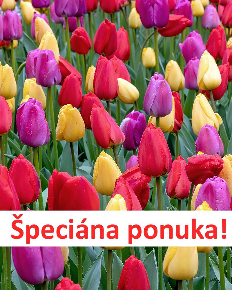 Špeciálna ponuka cibuľovín - Zmes Cheer You Up, cca 500 ks