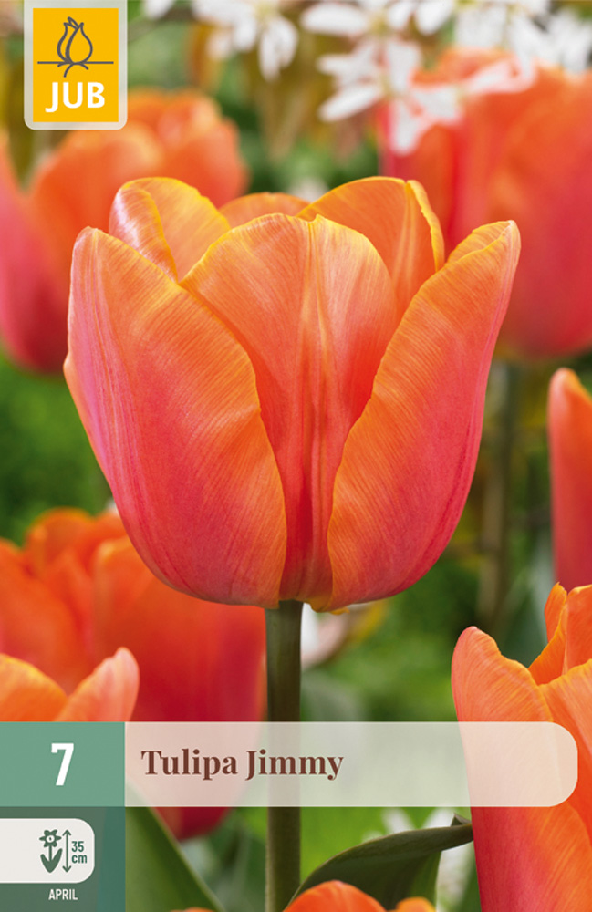 cibuľky tulipánov Jimmy