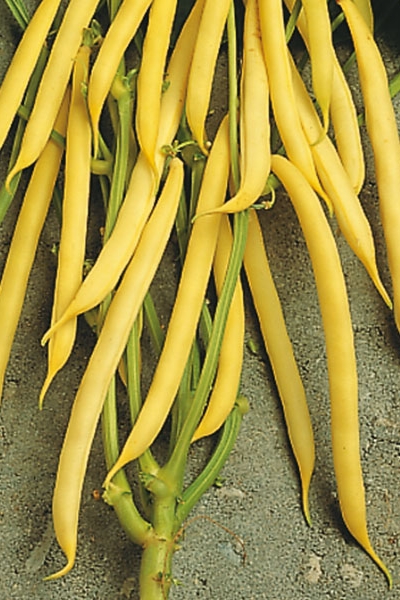 Fazuľa kríčková Unidor 1 kg