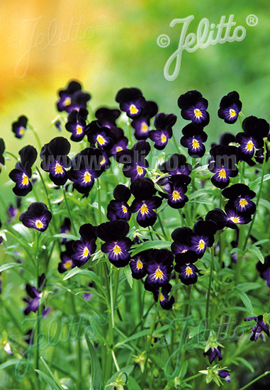 VIOLA cornuta, Fialka 'Bowles Black' cca 20 semien