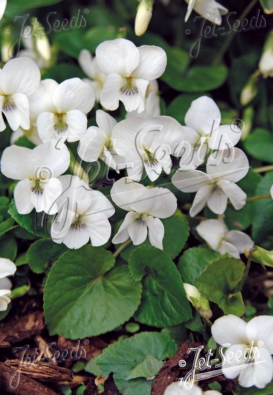 VIOLA sororia Albiflora Emperor white cca 20 semien