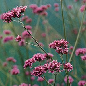 Verbena bonariensis Buemos Aires 1000 semien