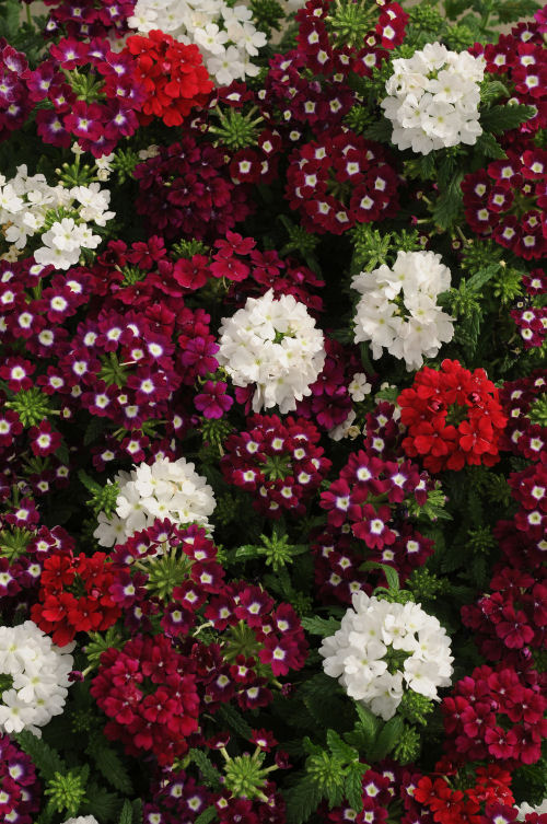 Verbena hybrida Quartz XP Series Mix Merlot 1000 semien