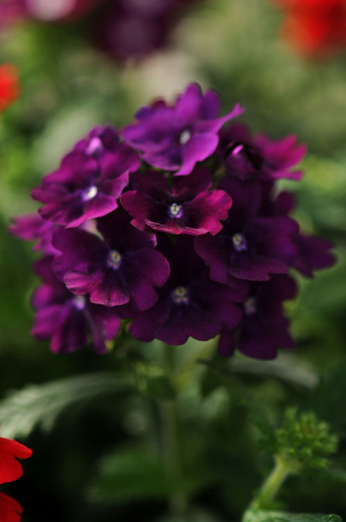 Verbena hybrida Quartz XP Series Purple 1000 semien