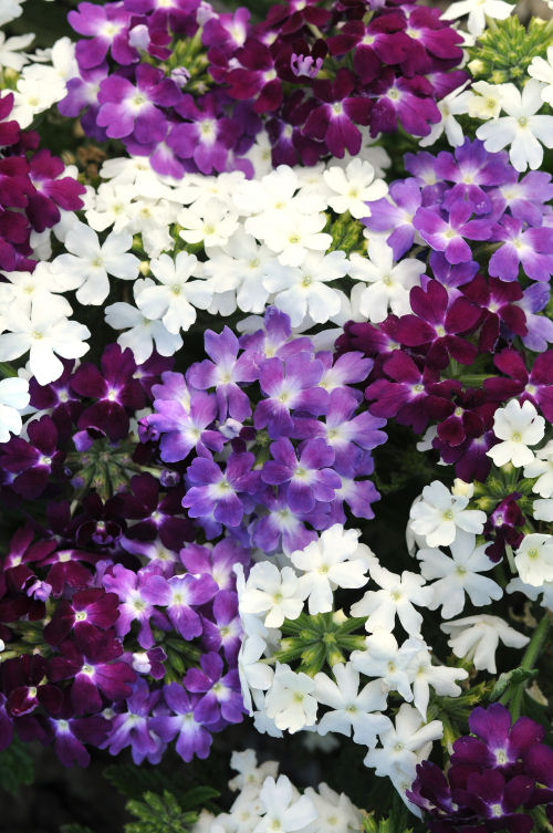 Verbena hybrida Quartz XP Series Mix Waterfall 1000 semien